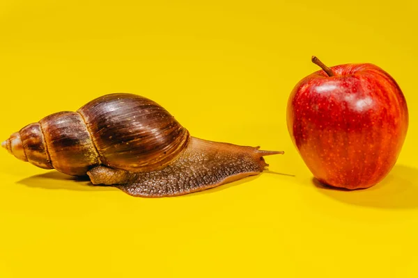 Schnecke Schnecke Frisst Einen Roten Apfel — Stockfoto