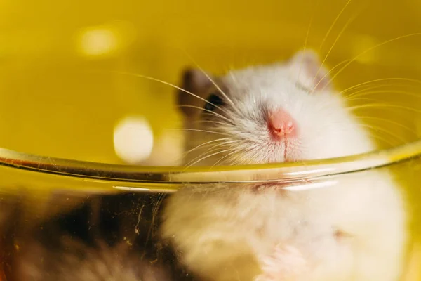 Hamster Şeffaf Bir Bardakta Oturan Bir Hamsterın Portresi — Stok fotoğraf