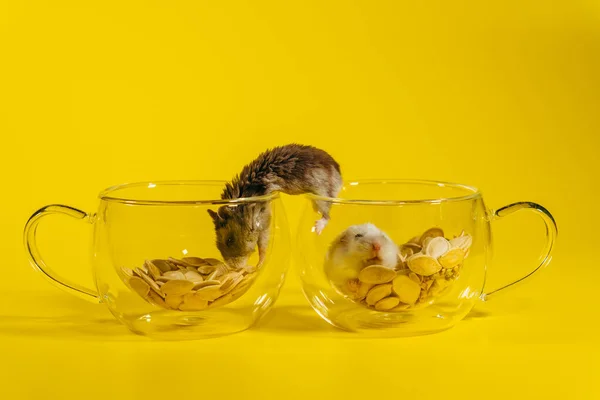 Hamster Hamster Sitzen Durchsichtigen Bechern Und Bauen Ihr Eigenes Gehäuse — Stockfoto