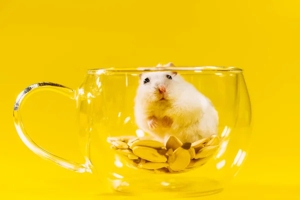 Hamster Hamsterul Stă Într Ceașcă Transparentă — Fotografie, imagine de stoc