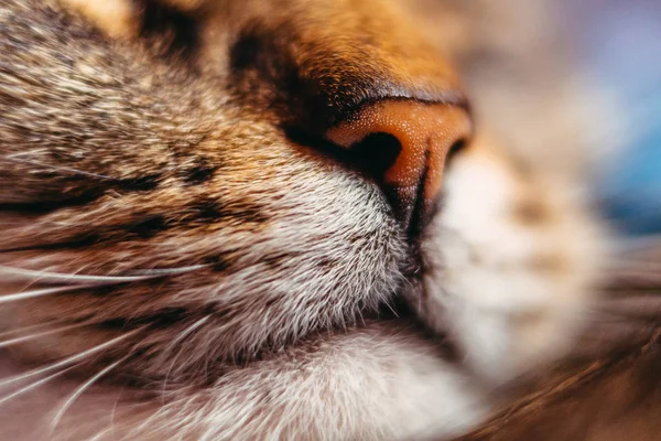 Macro shot. A closeup of a cat\'s nose.