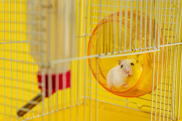 Hamster Hamster Stă Într Cușcă Pentru Hamster — Fotografie, imagine de stoc