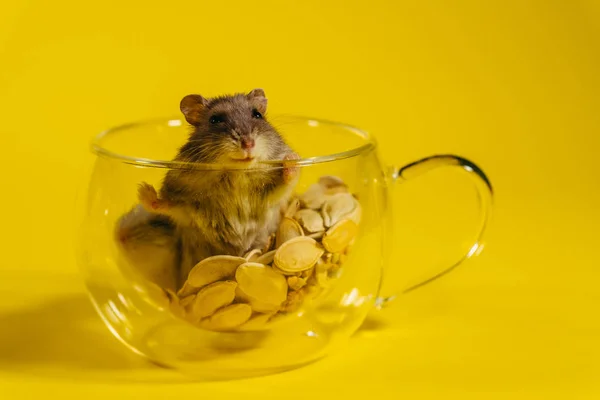 Hamster. Hamsters sit in transparent cups and build their own housing.