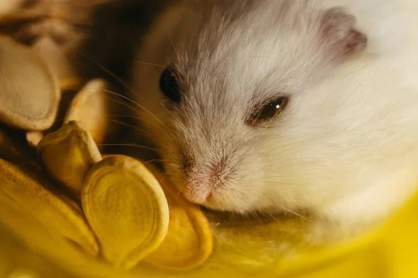 Hamster Porträtt Hamster Som Sitter Transparent Kopp — Stockfoto