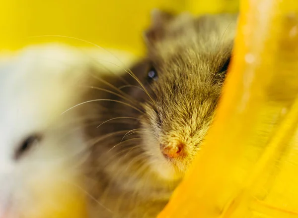 Hamster Seekor Hamster Duduk Kandang Untuk Hamster — Stok Foto