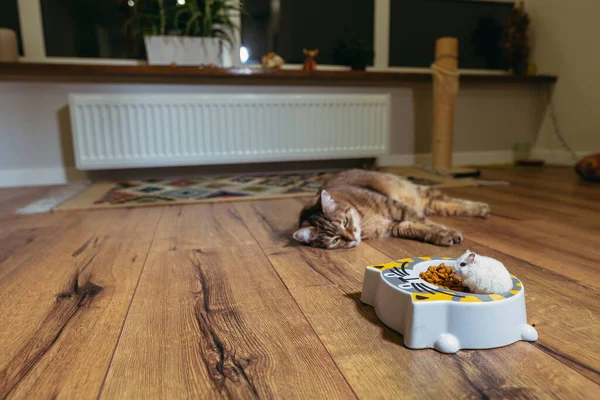 Cat food. The cat looks at the plate with cat food into which the hamster climbed.