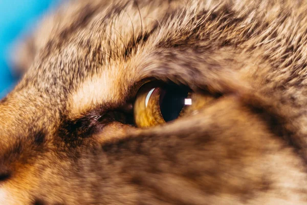 Macro Shot Closeup Cat Eye — Stock Photo, Image