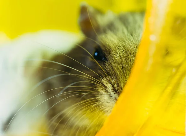 Hamster Hamster Sits Cage Hamster — Stock Photo, Image