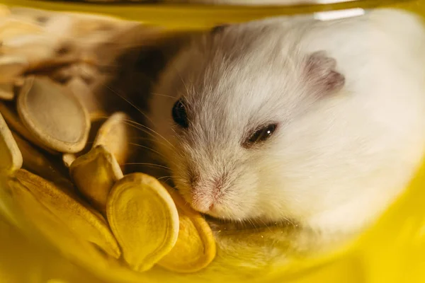 Hamster Porträtt Hamster Som Sitter Transparent Kopp — Stockfoto