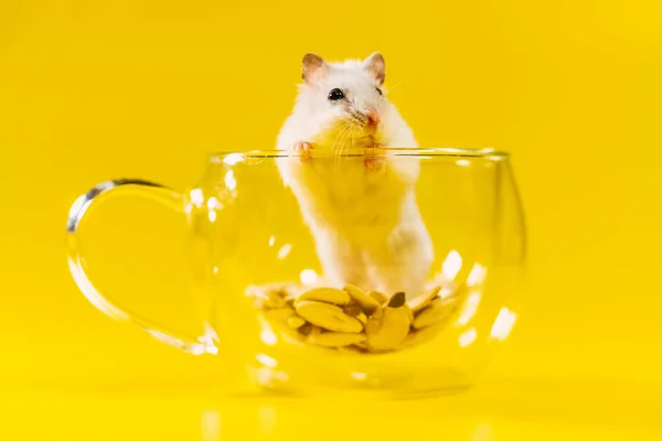 Hamster. The hamster is sitting in a transparent cup.