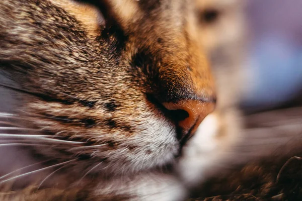 Macro Shot Closeup Cat Nose — Stock Photo, Image