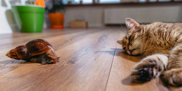 Animals. The cat is watching the snail.