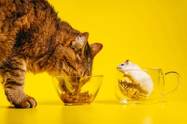 Zwierzęta Domowe Kot Chomik — Zdjęcie stockowe