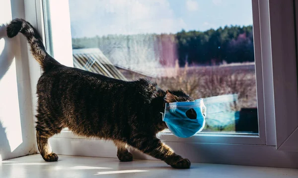 Vírus Gato Uma Atadura Gaze Protetora Doenças Virais — Fotografia de Stock