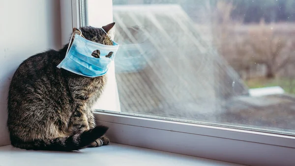 Virüs Viral Hastalıklardan Korunan Sargı Bezi Içindeki Kedi — Stok fotoğraf