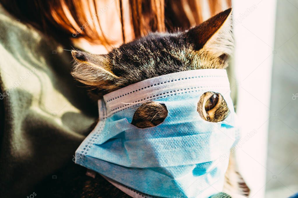 Virus. Cat in a protective gauze bandage from viral diseases.