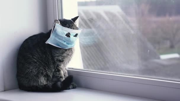 ウイルスだ ウイルス性疾患から保護ガーゼの包帯の猫 — ストック動画