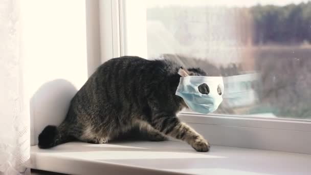 病毒性疾病防护纱布绷带中的猫 — 图库视频影像