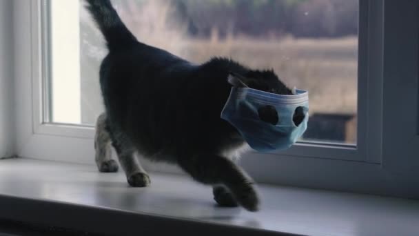 Virüs Viral Hastalıklardan Korunan Sargı Bezi Içindeki Kedi — Stok video