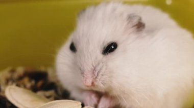 Kemirgenler. Bir hamsterın portresi. Makro çekim.