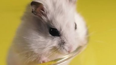 Kemirgenler. Bir hamsterın portresi. Makro çekim.