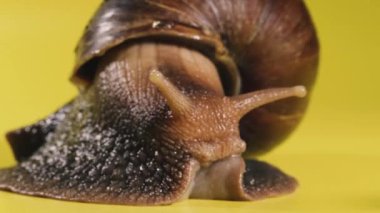 Salyangoz Salyangoz sarı arka planda sürünüyor. Makro çekim.