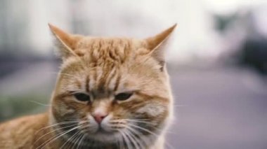 Kızıl Kedi. Kızıl Sokak Kedisi.