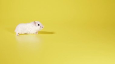 Kemirgen. Hamster sarı arka planda çalışır..