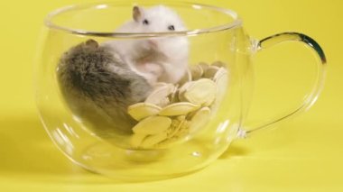 Kemirgenler. İki hamster şeffaf bir bardakta kahve yapar..