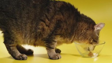 Kedi maması. Kedi kedi kedi maması yiyor..