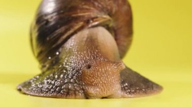 Salyangoz Salyangoz sarı arka planda sürünüyor. Makro çekim.