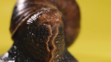 Salyangoz Salyangoz sarı arka planda sürünüyor. Makro çekim.