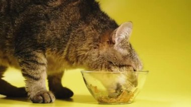 Kedi maması. Kedi kedi kedi maması yiyor..