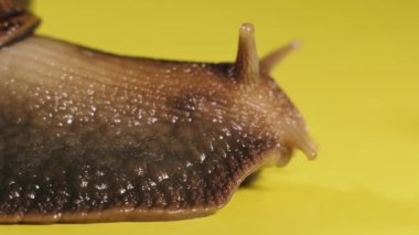 Salyangoz Salyangoz sarı arka planda sürünüyor. Makro çekim.