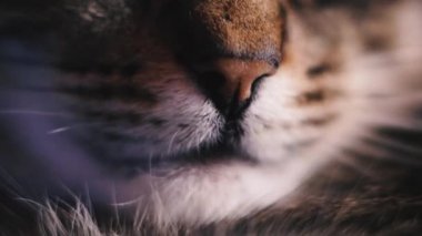Burun. Uyuyan bir kedinin burnu. Makro çekim.