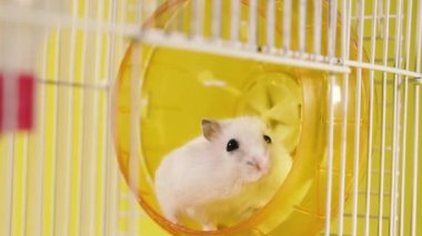 Kemirgenler. Koşan tekerleği olan bir kafesteki hamsterlar.