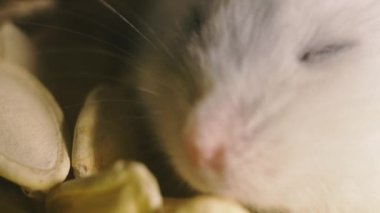 Kemirgenler. Bir hamsterın portresi. Makro çekim.