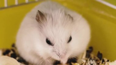 Kemirgenler. Bir hamsterın portresi. Makro çekim.
