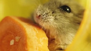 Kemirgenler. Bir hamsterın portresi. Makro çekim.