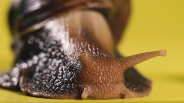 Salyangoz Salyangoz sarı arka planda sürünüyor. Makro çekim.