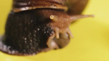 Salyangoz Salyangoz sarı arka planda sürünüyor. Makro çekim.