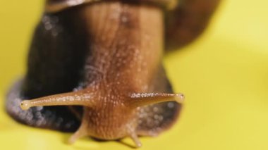 Salyangoz Salyangoz sarı arka planda sürünüyor. Makro çekim.