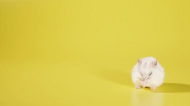 Kemirgen. Hamster sarı arka planda çalışır..