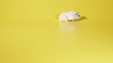 Kemirgen. Hamster sarı arka planda çalışır..