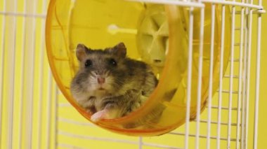 Kemirgenler. Koşan tekerleği olan bir kafesteki hamsterlar.