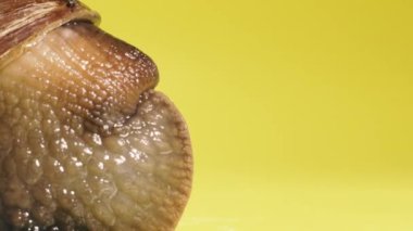 Salyangoz Salyangoz sarı arka planda sürünüyor. Makro çekim.