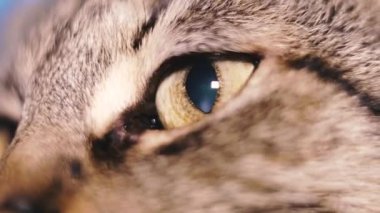 Göz. Kedinin gözü. Makro çekim.