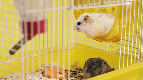 Des Rongeurs Hamsters Dans Une Cage Avec Une Roue Roulement — Video