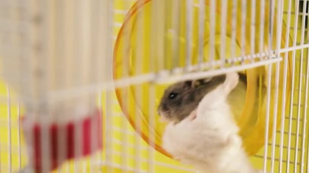 啮齿类动物带着跑步轮的笼子里的仓鼠 — 图库视频影像