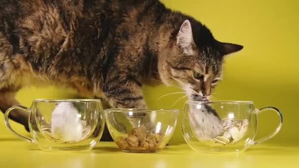 Mat Till Katten Katten Äter Kattmat Ignorerar Hamstrarna — Stockvideo